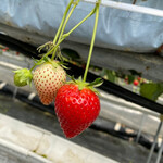 ひのいちご園 - 