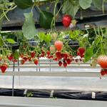 ひのいちご園 - 