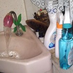 ラーメンハウス 春華 - 