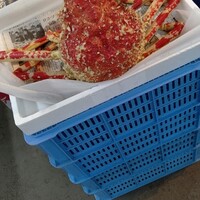 希少種のタカアシガニとアカザ海老を食べてみました By A 2野郎 蒲郡海鮮市場 三河鹿島 その他 食べログ 希少種のタカアシガニとアカザ海老を食べてみました By A 2野郎 蒲郡海鮮市場 三河鹿島 その他 食べログ