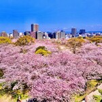 新三浦 - ◎舞鶴公園の福岡城跡の天守台から眺める満開の桜は絶景。