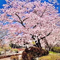 新三浦 博多本店 - ◎福岡城は黒田長政が築いた。