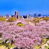 新三浦 博多本店 - ◎舞鶴公園の福岡城跡の天守台から眺める満開の桜は絶景。