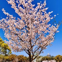 新三浦 博多本店 - ◎青空に映えるソメイヨシノ。