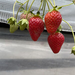 姫路ハートフル観光農園 - 