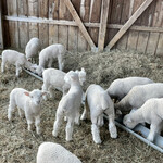 ヨークシャーファーム - 