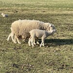 ヨークシャーファーム - 