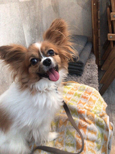 犬ｏｋ夜の部 By Yumic ワインバルオハナ お花茶屋 バル バール 食べログ