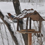 Kafe Goryou - 以前は鳥の餌台がありました（2009年1月）