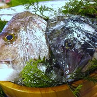 魚めし 竹亭 - 今日の魚は・・・と説明されます