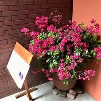 伊豆の旬 やんも 南青山店 - 