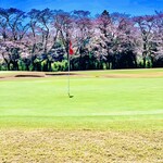 鮨 たけもと - ◎つくばカントリークラブのグリーンと桜。