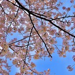 鮨 たけもと - ◎つくばカントリークラブの桜並木な綺麗。