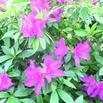 ラーメン二郎 - 近くで咲くツツジ