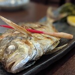 旬魚菜 しら川 - カイワリの塩焼き