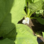 うかい鳥山 - 水芭蕉！！！