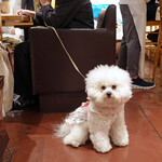 AU GAMIN DE TOKIO table - 明日がトリミングなもので〜ボサ子で失礼致します！