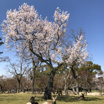 ほうせき箱 - 奈良公園