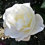 ばらの花束 - ロータリーのバラ