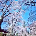 桜の里 - 通行している人と一緒に映るとその桜のダイナミックさが伝わります^o^