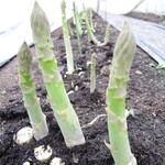 ミア・アンジェラ - 