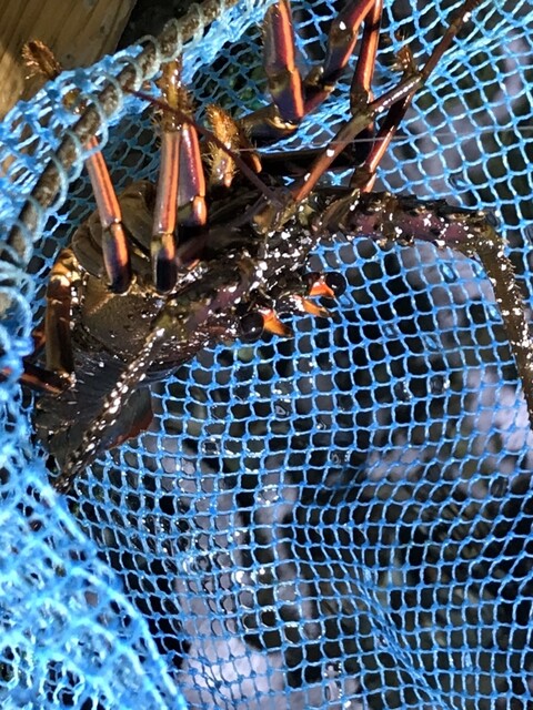 ざうお 鈴鹿店 平田町 魚介料理 海鮮料理 食べログ