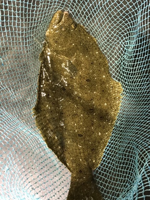 ざうお 鈴鹿店 平田町 魚介料理 海鮮料理 食べログ ざうお 鈴鹿店 平田町 魚介料理 海鮮料理 食べログ