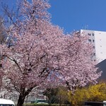 デジューネカンパニュラ - 