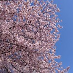 デジューネカンパニュラ - 