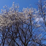 デジューネカンパニュラ - 