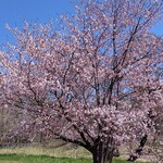 デジューネカンパニュラ - 