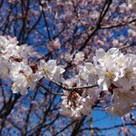 デジューネカンパニュラ - 