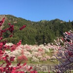 Kammi Tokoro Hirugami Chaya - 昼神温泉郷より上、月川温泉の花桃