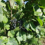 ヴィラデスト ガーデンファーム アンド ワイナリー - 垣根式栽培方法のブドウ