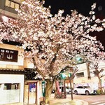 ももふく - ◎日本橋人形町の甘酒横丁にある桜の古木。