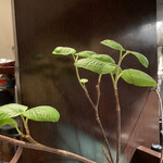 パッソ・ア・パッソ - 