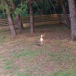 仔犬のワルツ - ドッグランもあります