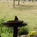 くつきそば 永昌庵 - 