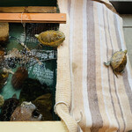 たこやき フレンド - 