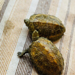 たこやき フレンド - 