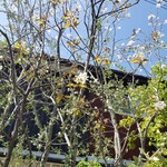 ハッピーベリー - 山桜…かな～(´・ω・`)?