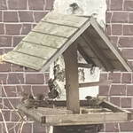 ビッグフォーレスト - 