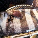 ウシマル - クロダイ