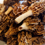 ウシマル - アミガサタケ