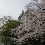 Kushi dori - 井の頭公園の桜（コロナでも咲きます♪）