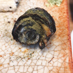 江戸一 - なんてンマいの…(涙