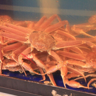 活松葉ガニ