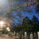 Edoichi - 桜の樹の下には… (雑司ヶ谷霊園)