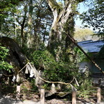 ガンツウ - 日本最古の楠　天然記念物 「雨乞の楠」樹齢3000年