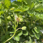 姫路ハートフル観光農園 - 